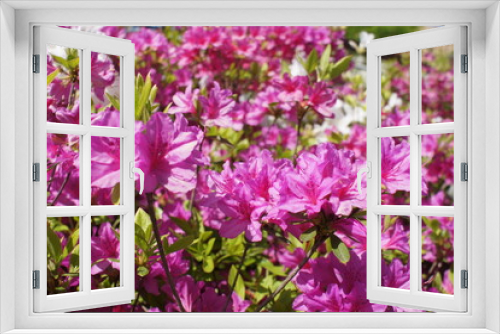 Fototapeta Naklejka Na Ścianę Okno 3D - flower pink