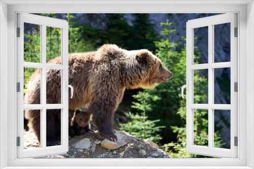 Fototapeta Naklejka Na Ścianę Okno 3D - She-bear and two bear cubs in the summer forest on hill