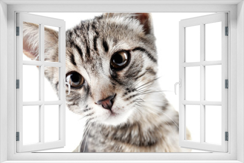 Fototapeta Naklejka Na Ścianę Okno 3D - Portrait of cute kitten isolated on white
