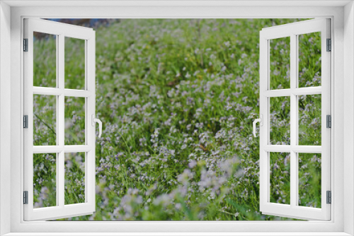 Fototapeta Naklejka Na Ścianę Okno 3D - 春風に揺られる多摩川に咲く野花_野草