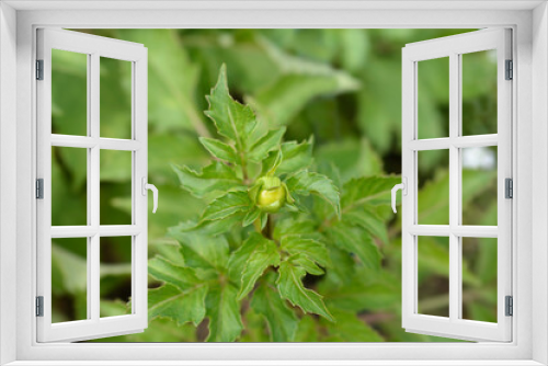Fototapeta Naklejka Na Ścianę Okno 3D - Dahlia Blackberry Ripple flower bud