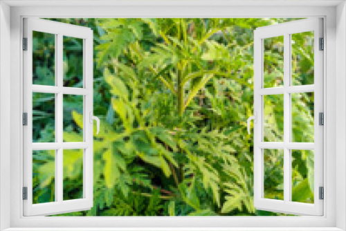 Fototapeta Naklejka Na Ścianę Okno 3D - The bush of American common ragweed. Dangerous plant. Ambrosia shrubs that causes allergic reactions, allergic rhinitis. Close-up. Selective focus.