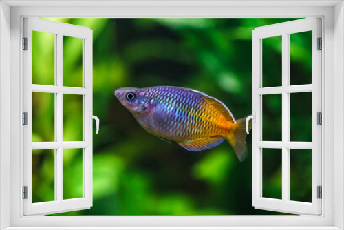 Fototapeta Naklejka Na Ścianę Okno 3D - A green beautiful planted tropical freshwater aquarium with fishes.Boeseman's rainbowfish - Melanotaenia boesemani,with water plants.Fish in the aquarium.