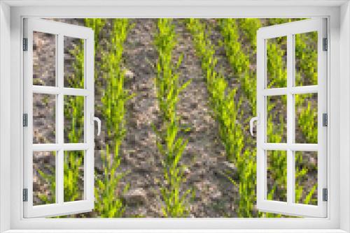 Fototapeta Naklejka Na Ścianę Okno 3D - agriculture field