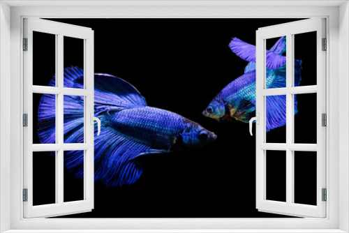 Fototapeta Naklejka Na Ścianę Okno 3D - Betta fish with its wonderful colors. Black background. Betta splendens.