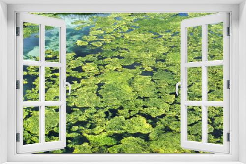 Fototapeta Naklejka Na Ścianę Okno 3D - Duckweed in a old pond