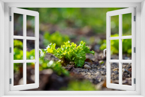 Fototapeta Naklejka Na Ścianę Okno 3D - Fresh home garden growing organic salad close-up