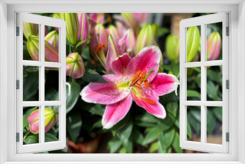 Fototapeta Naklejka Na Ścianę Okno 3D - Vibrant pink Tiger Lilies Stargazer lilies flowers in blooming summer garden high angle view, floral spring summer wallpaper background with lilies
