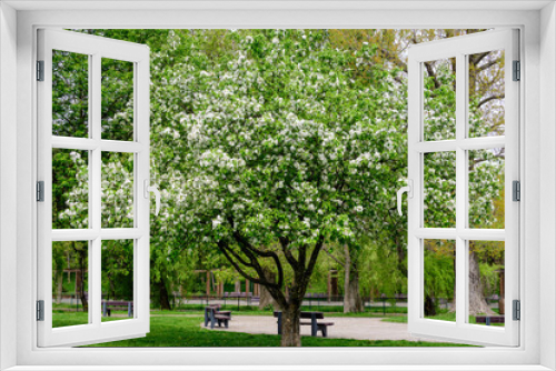 Fototapeta Naklejka Na Ścianę Okno 3D - One large apple tree with white flowers in full bloom with blurred background in a garden in a sunny spring day, beautiful Japanese cherry blossoms floral background, sakura.