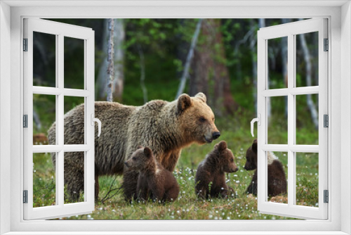 Fototapeta Naklejka Na Ścianę Okno 3D - Mother bear and cubs