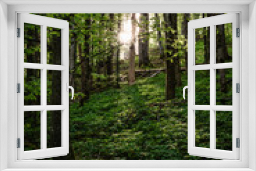 Fototapeta Naklejka Na Ścianę Okno 3D - Rhön, forest, green, trail, gangolfsberg, trees, nature