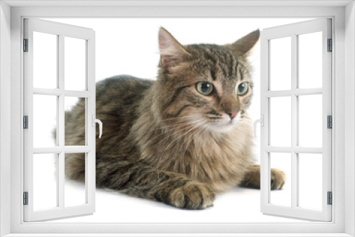 Fototapeta Naklejka Na Ścianę Okno 3D - tabby cat