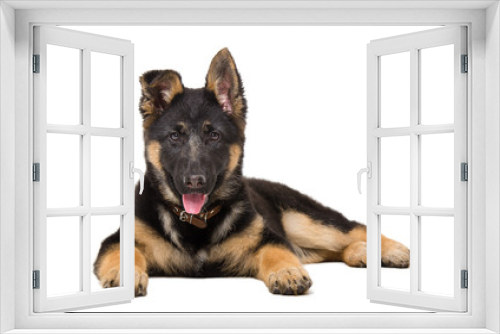Fototapeta Naklejka Na Ścianę Okno 3D - Portrait of a German shepherd puppy