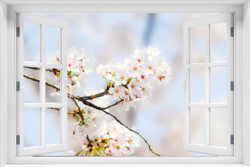 Fototapeta Naklejka Na Ścianę Okno 3D - Beautiful sakura flower (cherry blossom) in spring. sakura tree flower on blue sky.