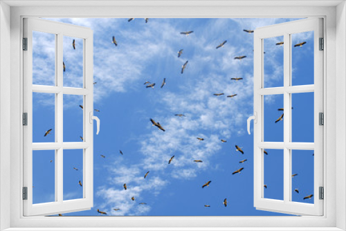 Fototapeta Naklejka Na Ścianę Okno 3D - cigueñas en el cielo