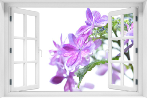 Fototapeta Naklejka Na Ścianę Okno 3D - 春の植物と雨粒