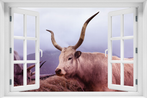 Fototapeta Naklejka Na Ścianę Okno 3D - Hungarian grey cattle on animal farm