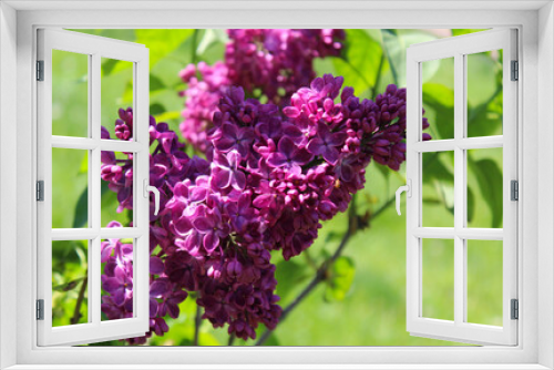 Fototapeta Naklejka Na Ścianę Okno 3D - lilac flowers, lilac flowers in the garden