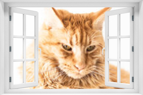 Fototapeta Naklejka Na Ścianę Okno 3D - Beautiful red big cat Maine Coon at home.