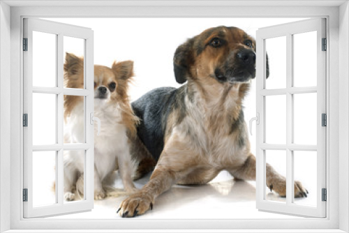 Fototapeta Naklejka Na Ścianę Okno 3D - Mixed-Breed Dog and chihuahua