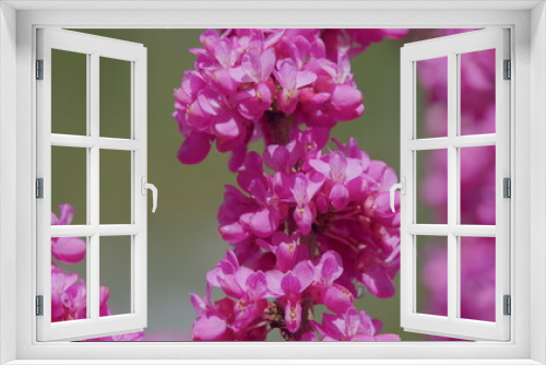Fototapeta Naklejka Na Ścianę Okno 3D - Judas Tree In Blossom. Vivid Colors And Soft Blurry Background. Close up.