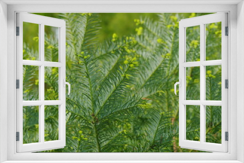 Fototapeta Naklejka Na Ścianę Okno 3D - Background Of Evergreens. Yew Taxus Baccata Fastigiata Aurea. Taxus Baccata Or English Yew And European Yew. Close up.