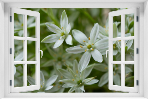 Fototapeta Naklejka Na Ścianę Okno 3D - flowers springtime background