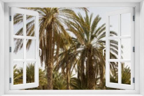 Fototapeta Naklejka Na Ścianę Okno 3D - Plantation of the date palm Ksar Ghilane Desert Oasis Tunisia