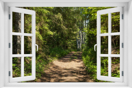 Fototapeta Naklejka Na Ścianę Okno 3D - Country road in a dense forest. Dirt road among trees. Path through the forest. Traveling and hiking in forest areas. Beautiful natural background. Summer forest landscape.