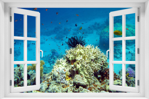 Fototapeta Naklejka Na Ścianę Okno 3D - coral reef with  crinoid in tropical sea, underwater