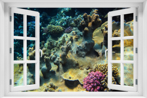 Fototapeta Naklejka Na Ścianę Okno 3D - Beautiful underwater landscape on a coral reef in the Red Sea