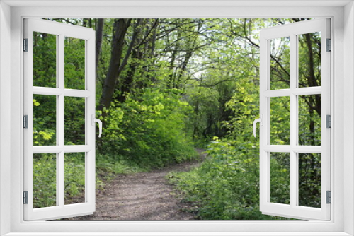 Fototapeta Naklejka Na Ścianę Okno 3D - Woodland on a warm sunny spring day