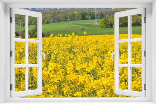 Fototapeta Naklejka Na Ścianę Okno 3D - A rapeseed field on a sunny day