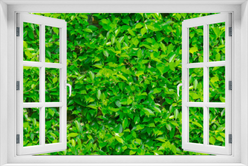 Fototapeta Naklejka Na Ścianę Okno 3D - Green leaves wall hedge pattern from garden decoration