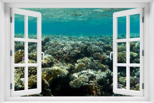 Fototapeta Naklejka Na Ścianę Okno 3D - A photo of coral reef
