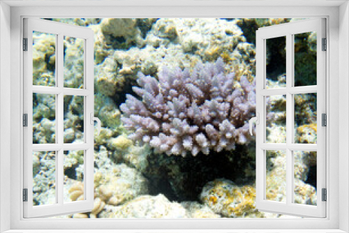 Fototapeta Naklejka Na Ścianę Okno 3D - A photo of coral reef