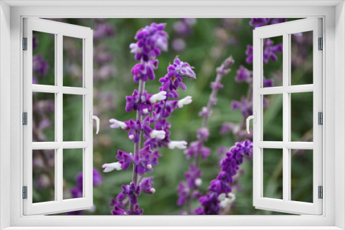 Fototapeta Naklejka Na Ścianę Okno 3D - Purple flowers of Salvia leucantha blooming in autumn