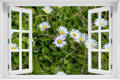 Fototapeta Naklejka Na Ścianę Okno 3D - Daisy Delight Close-Up of White Petals in Nature