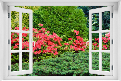 Fototapeta Naklejka Na Ścianę Okno 3D - Blooming red azalea flowers in the spring garden. Gardening concept
