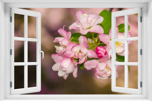 Fototapeta Naklejka Na Ścianę Okno 3D - Beautiful pink apple blossom flower. Soft focus.