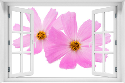 Fototapeta Naklejka Na Ścianę Okno 3D - Pink daisy flower isolated