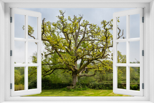 Fototapeta Naklejka Na Ścianę Okno 3D - old oak tree