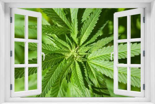 Fototapeta Naklejka Na Ścianę Okno 3D - alternative medicine marihuana leaf
