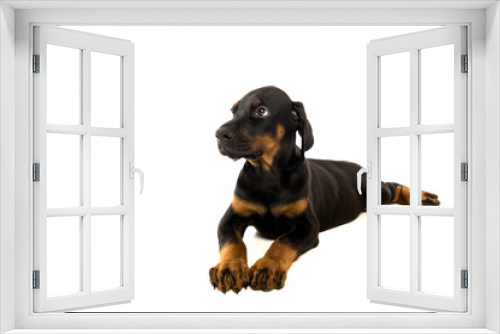 Fototapeta Naklejka Na Ścianę Okno 3D - Puppy of doberman pincher