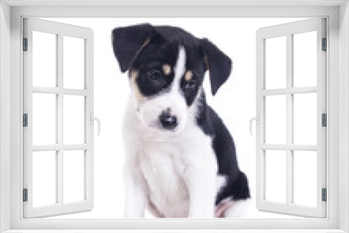 Fototapeta Naklejka Na Ścianę Okno 3D - Cute puppy dog