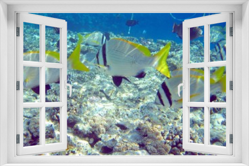 Fototapeta Naklejka Na Ścianę Okno 3D - life under water