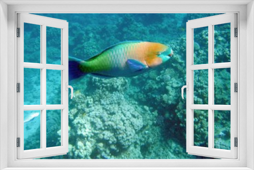 Fototapeta Naklejka Na Ścianę Okno 3D - life under water