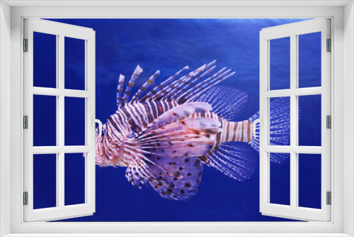 Fototapeta Naklejka Na Ścianę Okno 3D - Marine poisonous fish lionfish