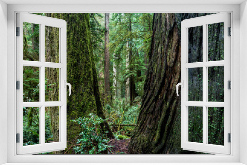 Fototapeta Naklejka Na Ścianę Okno 3D - Giant redwood trees in Californian Pacific coastline area	