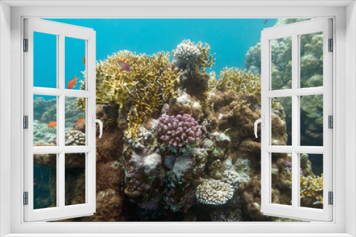 Fototapeta Naklejka Na Ścianę Okno 3D - coral reef  in tropical sea , undrerwater